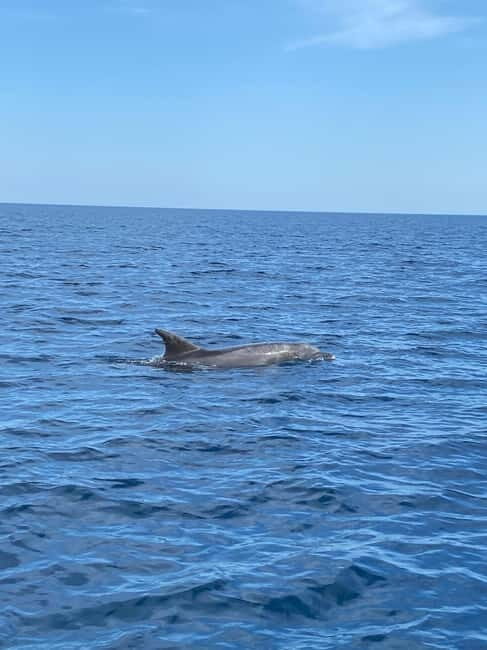 Olbia: Boat tour to watch Dolphins and snorkeling - Starting Point and Transportation