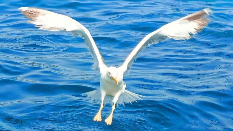 Olbia: Boat tour to watch Dolphins and snorkeling - Why This Tour Delivers Value