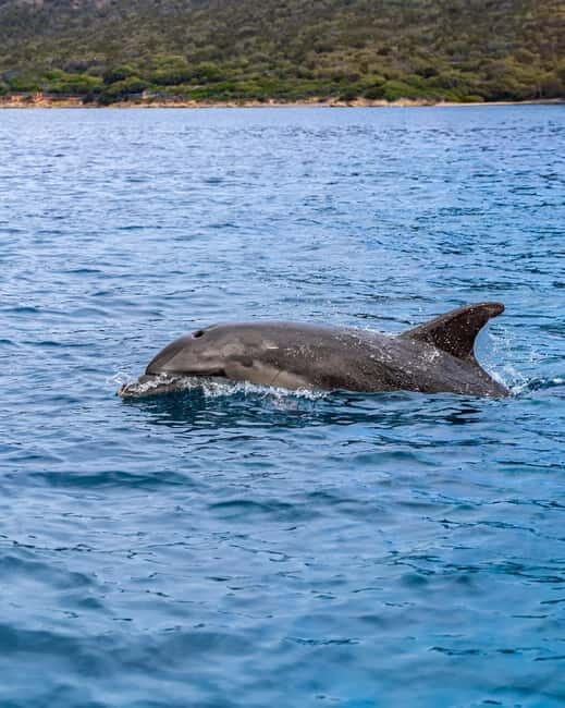 Olbia: Boat tour to watch Dolphins and snorkeling - Practical Tips for Travelers