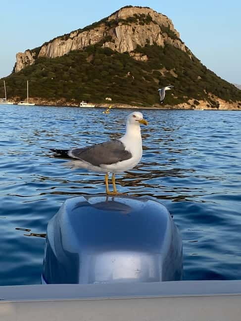 Olbia: Boat tour to watch Dolphins and snorkeling - FAQs