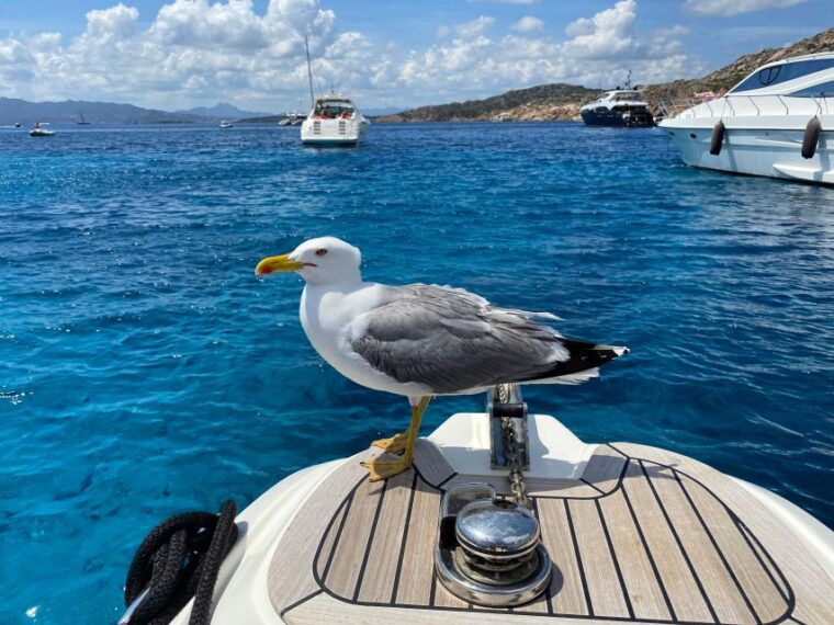 olbia-boat-tour-to-watch-dolphins-and-snorkeling