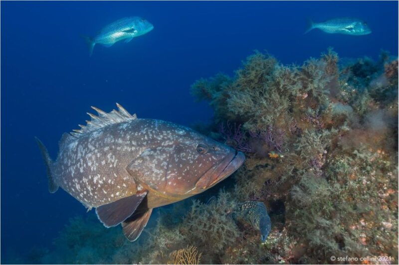 olbia-diving-in-tavolara-marine-park-in-sardinia