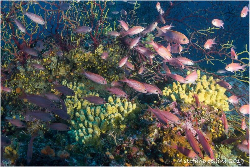 olbia-diving-in-tavolara-marine-park-in-sardinia
