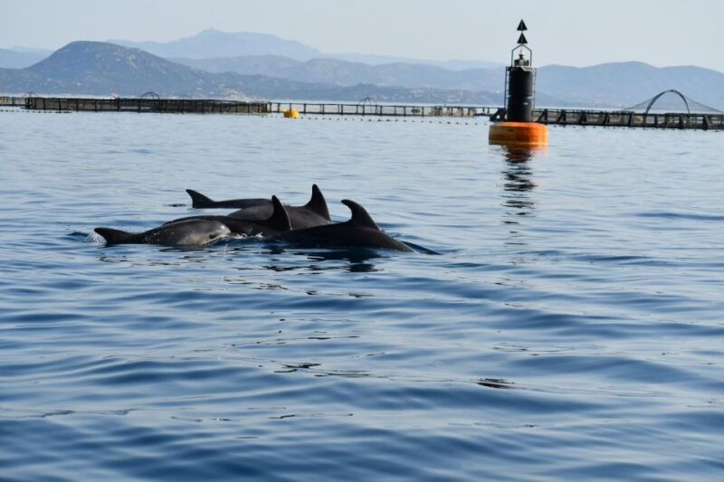 olbia-dolphin-watching-and-snorkeling-boat-tour-2