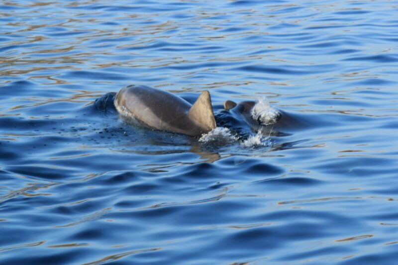 olbia-dolphin-watching-and-snorkeling-boat-tour