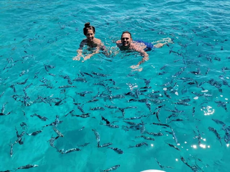 Olbia: Dolphin watching and snorkeling tour on Figarolo Island - An In-Depth Look at the Experience