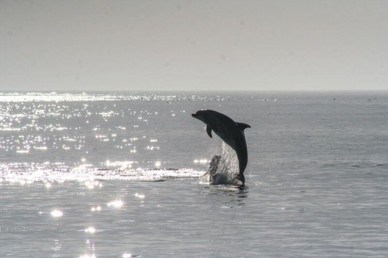 olbia-dolphin-watching-snorkeling-boat-tour-near-figarolo