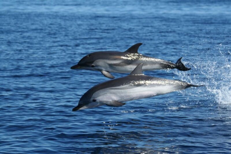 olbia-dolphin-watching-snorkeling-boat-tour-near-figarolo