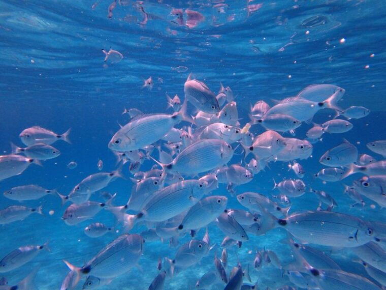 olbia-dolphin-watching-snorkeling-boat-tour-near-figarolo