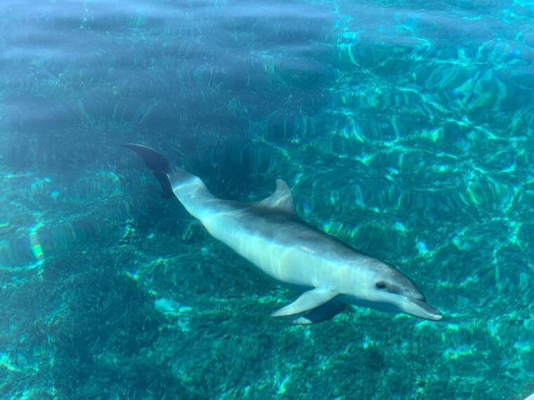 olbia-dolphin-watching-snorkeling-boat-tour-near-figarolo