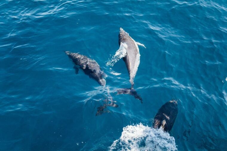olbia-dolphin-watching-snorkeling-boat-tour-near-figarolo