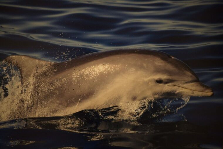 olbia-dolphin-watching-snorkeling-boat-tour-near-figarolo