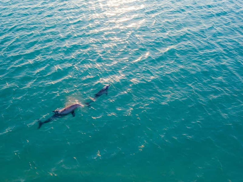 Olbia: Dolphin Watching & Snorkeling Boat Trip - An Authentic Marine Adventure in Sardinia