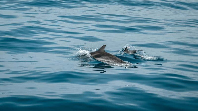 Olbia: Dolphin Watching & Snorkeling Boat Trip - The Sum Up