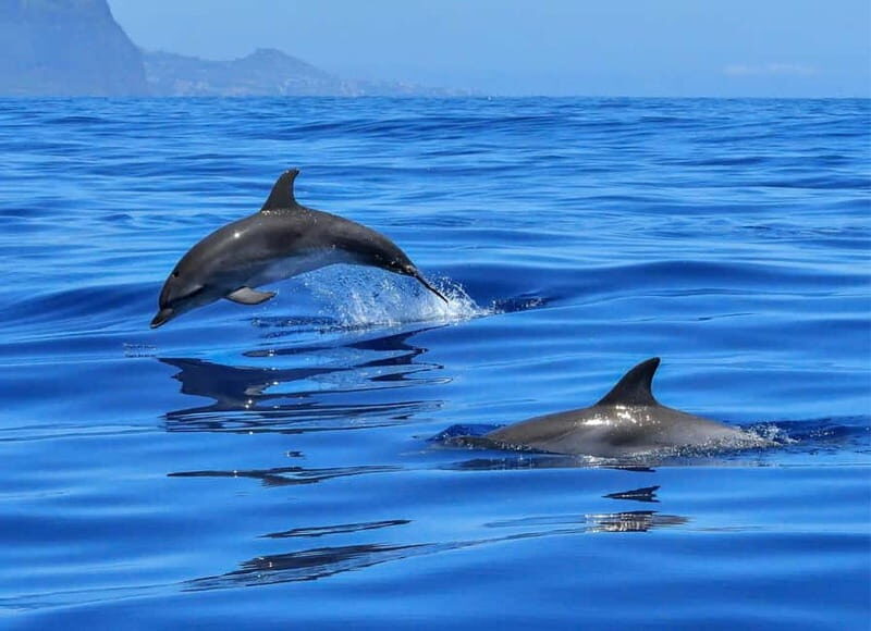 Olbia: Dolphin Watching & Swim with prosecco aperitif - What Makes This Tour Stand Out