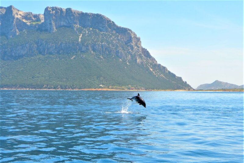 olbia-dolphin-watching-tour-with-figarolo-island-snorkeling