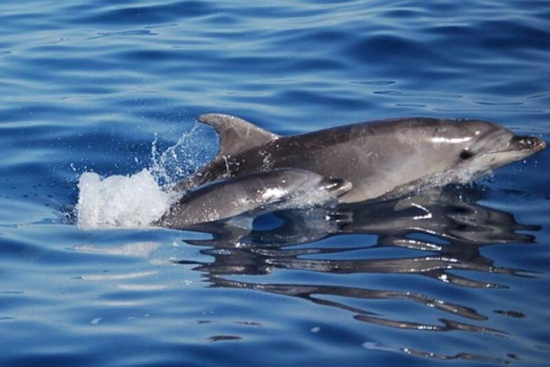 olbia-dolphin-watching-tour-with-figarolo-island-snorkeling