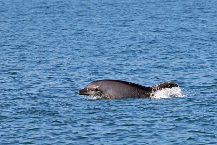 olbia-dolphin-watching-tour-with-figarolo-island-snorkeling