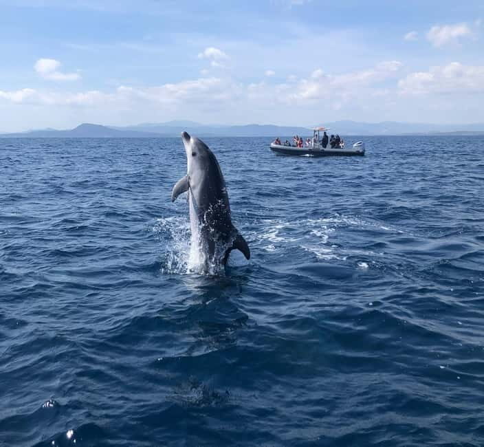 Olbia: : ecological boat trip for dolphin spotting - Olbia: Ecological Boat Trip for Dolphin Spotting — A Truly Authentic Sardinian Experience