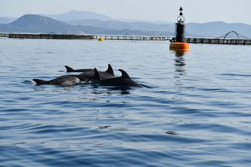 Olbia: : ecological boat trip for dolphin spotting - The Scenic Highlights