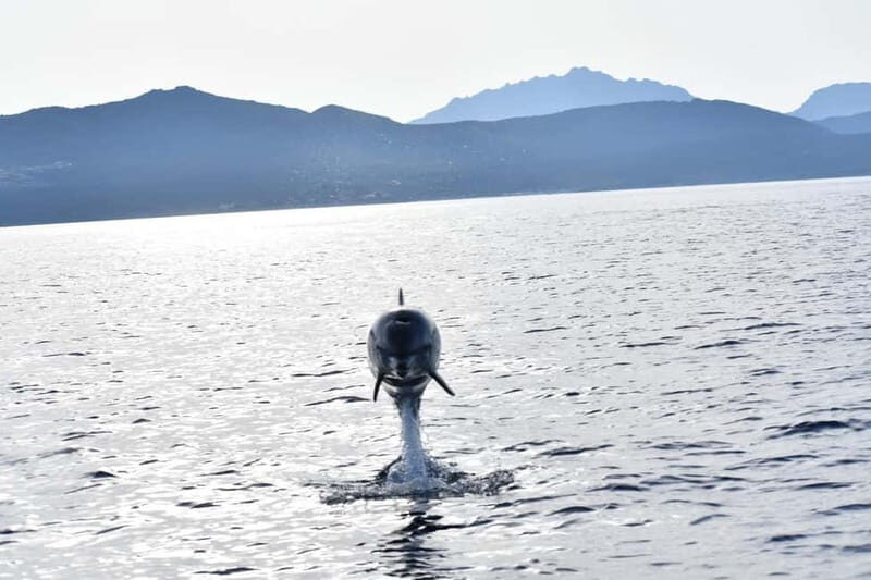 Olbia: : ecological boat trip for dolphin spotting - Who Will Love This Experience?