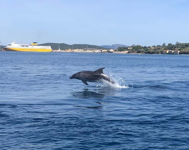 Olbia: : ecological boat trip for dolphin spotting - In The Sum Up
