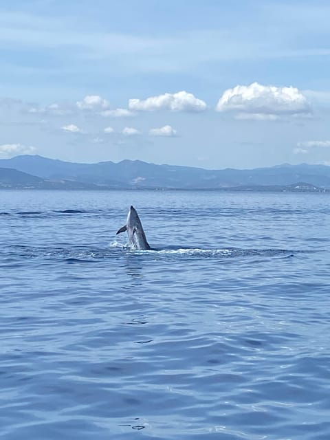 olbia-sunset-and-dolphin-watching