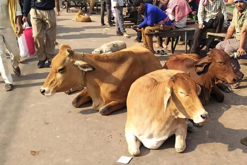 Old Delhi Tour With Rickshaw Ride and Street Food - Discovering Old Delhi: A Blend of History, Flavor, and Local Life