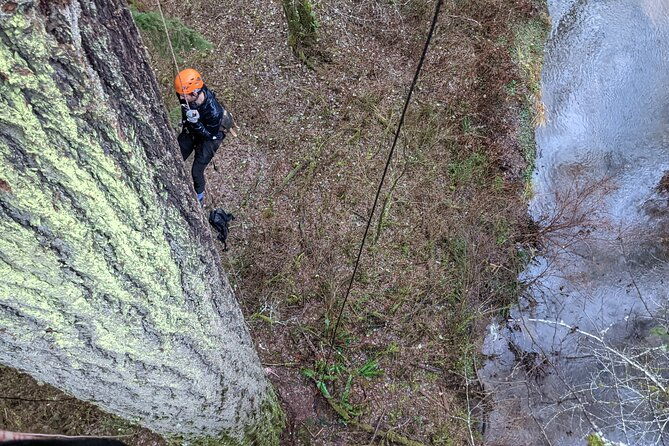 old-growth-tree-climbing-at-silver-falls-state-park