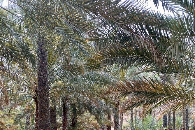 Old Nizwa authentic walks - The Sum Up