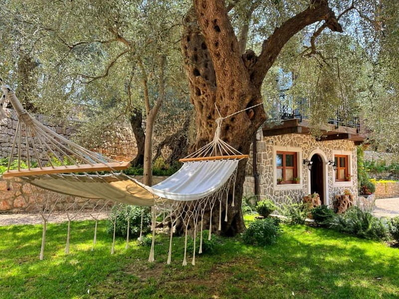 Old Town Bar, Old Olive Tree and the region of olive groves - The Overall Experience and Who It’s For