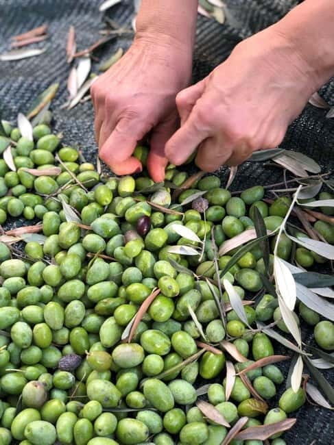 Old Town Bar, Old Olive Tree and the region of olive groves - FAQ