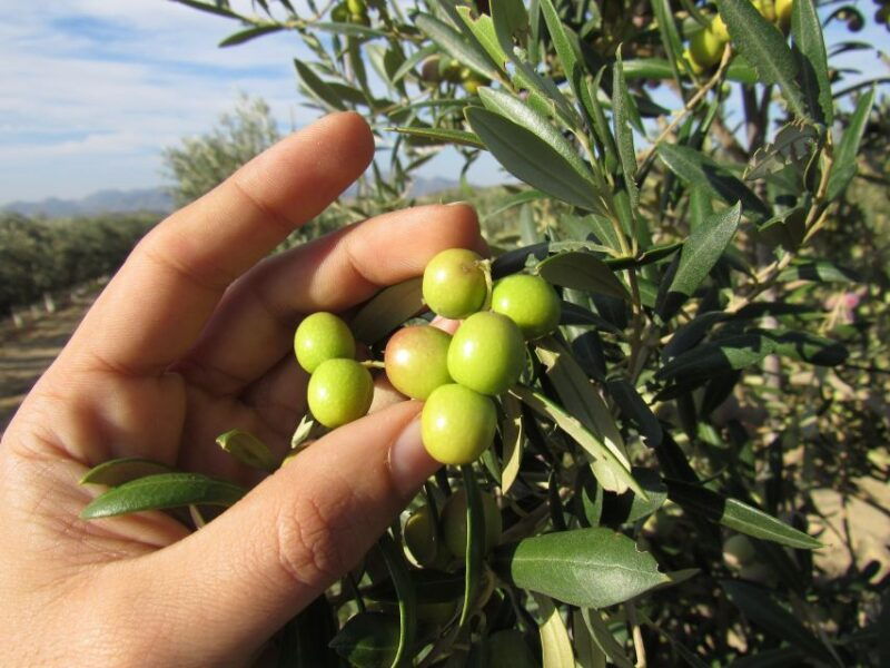 oleoalmanzora-guided-tour-masterclass-of-evoo-tasting-eng