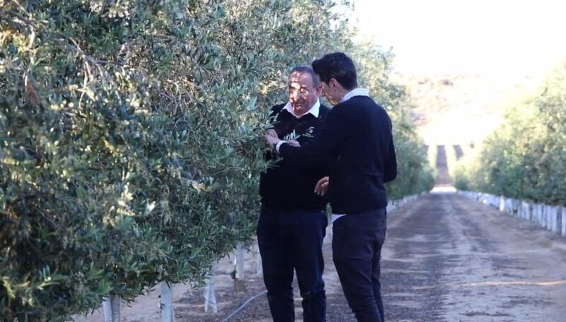 oleoalmanzora-guided-tour-masterclass-of-evoo-tasting-eng