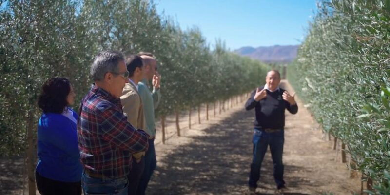 oleoalmanzora-guided-tour-olive-groves-and-evoo-facilities