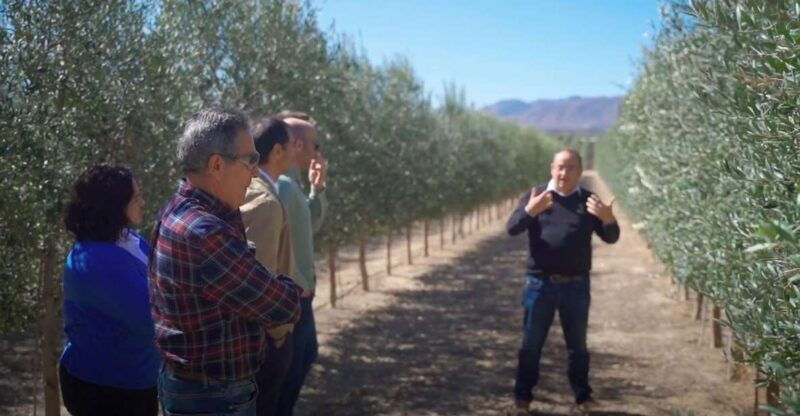 oleoalmanzora-guided-tour-olive-groves-and-evoo-facilities