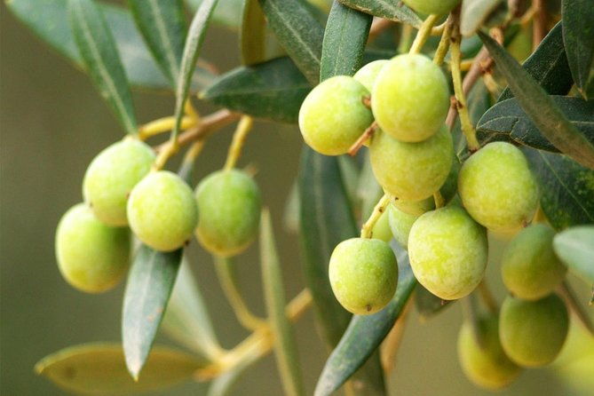 oleotourism-and-olive-oil-tasting-in-seville-private-tour