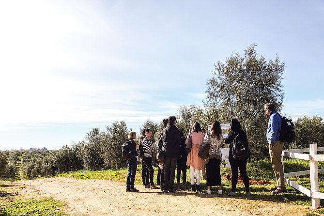 oleotourism-and-olive-oil-tasting-in-seville-private-tour