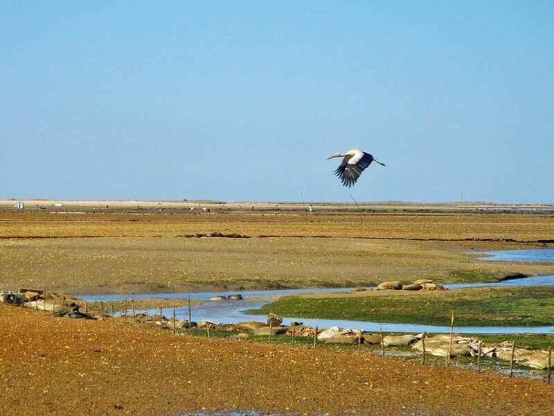 olhao-3-hour-ria-formosa-boat-tour