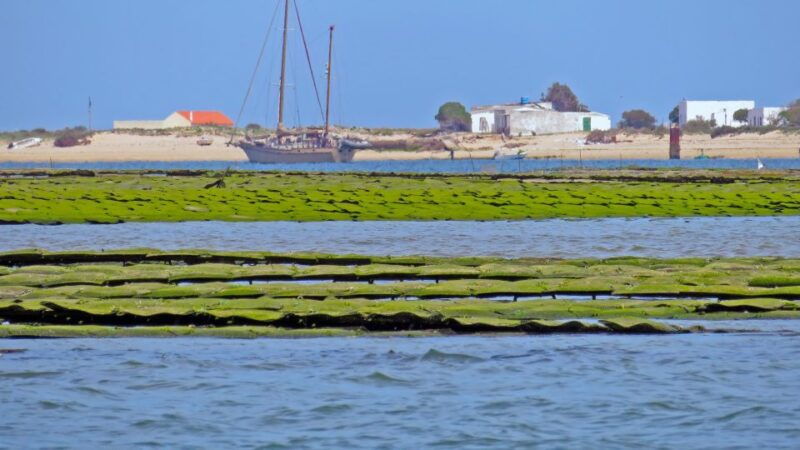 olhao-3-hour-ria-formosa-boat-tour