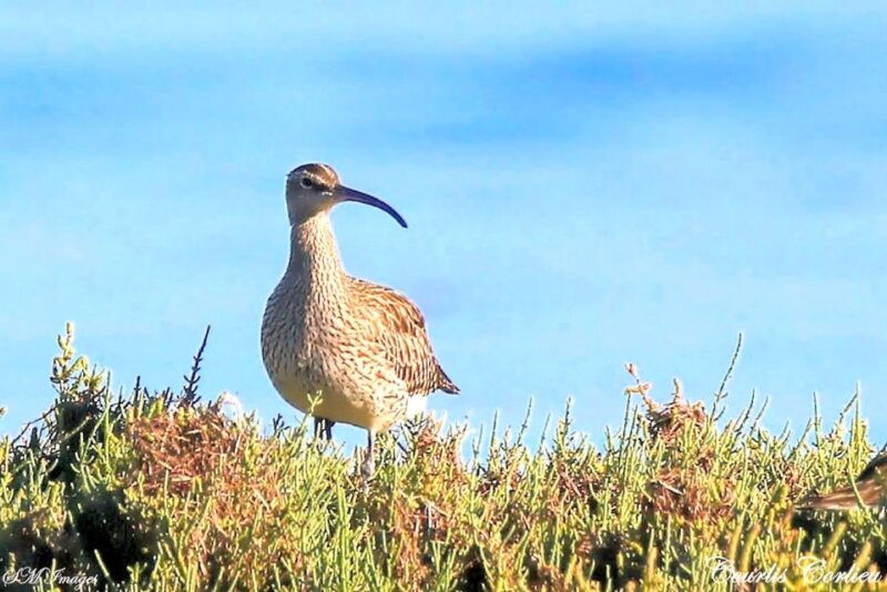 olhao-3-islands-guided-sightseeing-tour-with-lunch