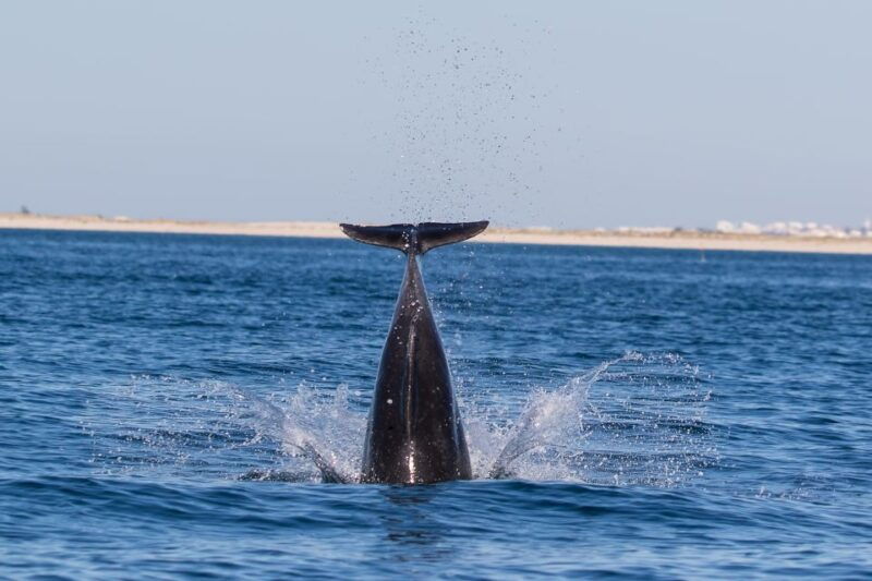 olhao-dolphin-observation