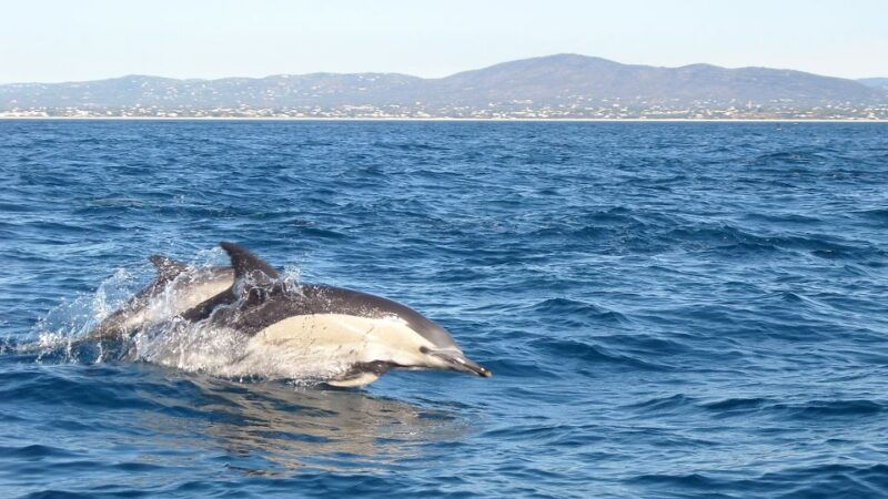 olhao-dolphin-observation