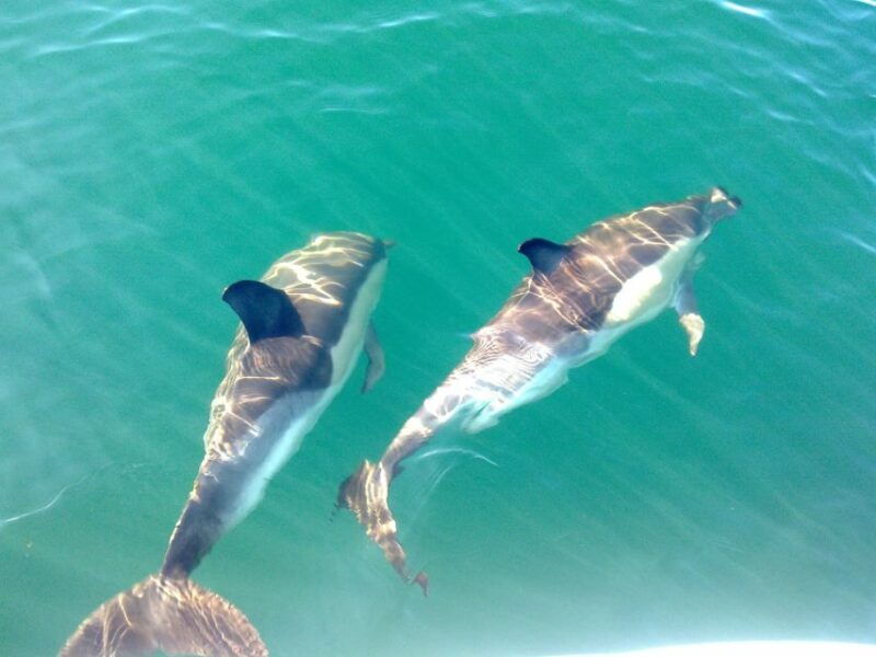 olhao-dolphin-observation