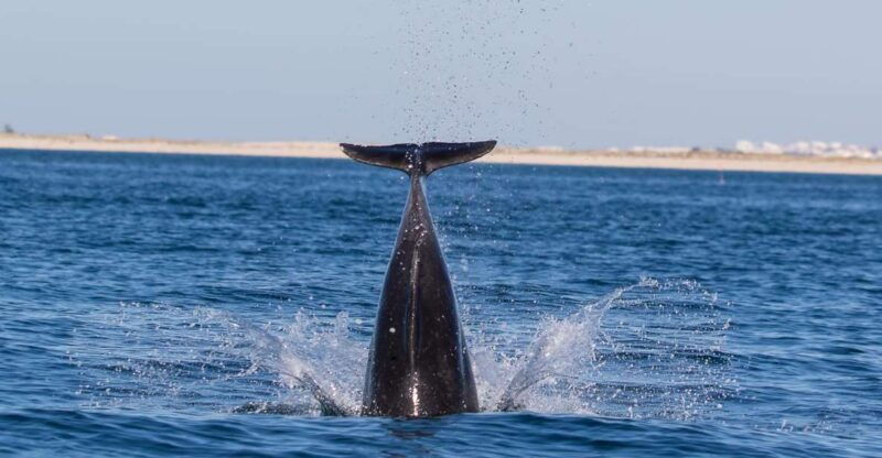 olhao-dolphin-observation