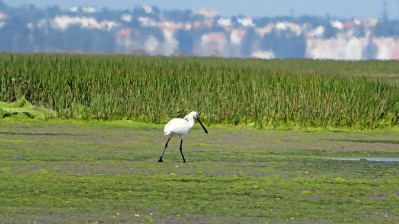 olhao-private-boat-tour-to-ria-formosa