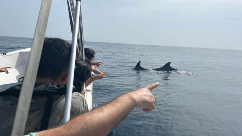 olhao-safari-watching-dolphins-and-other-species