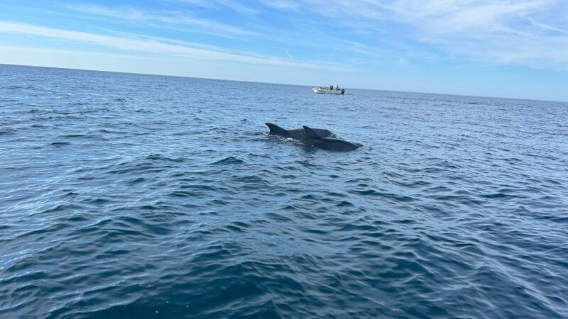 olhao-safari-watching-dolphins-and-other-species
