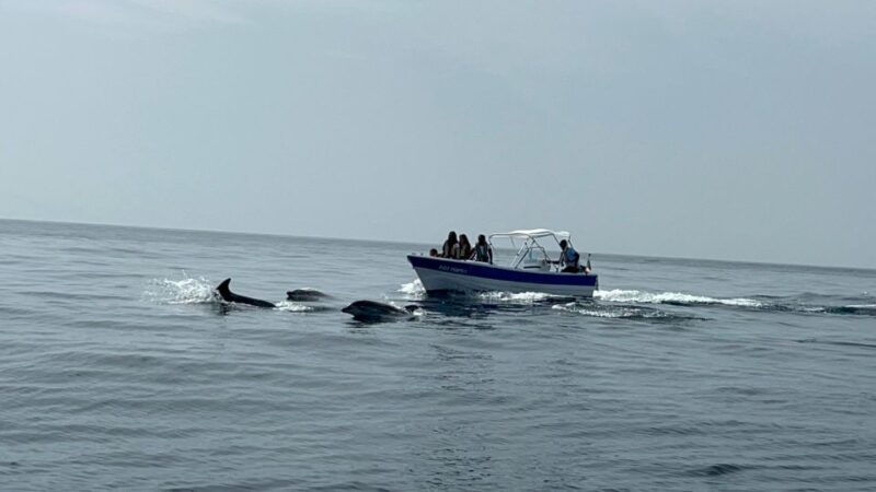 olhao-safari-watching-dolphins-and-other-species