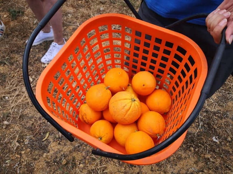 Olhao: Visit to an orange grove, and Silves, orange capital - Key Points